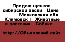 Продаю щенков сибирской хаски › Цена ­ 15 000 - Московская обл., Климовск г. Животные и растения » Собаки   